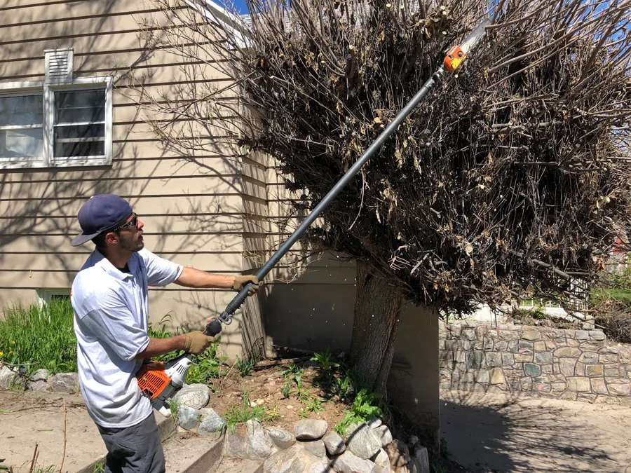 Cutting back an overgrown bush with a pole saw